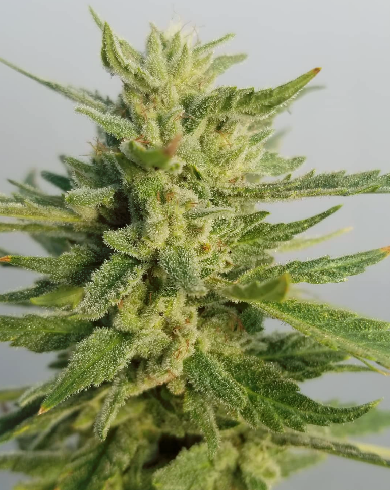 feminized-seeds-andaway-gardens